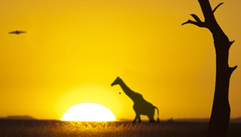 africa