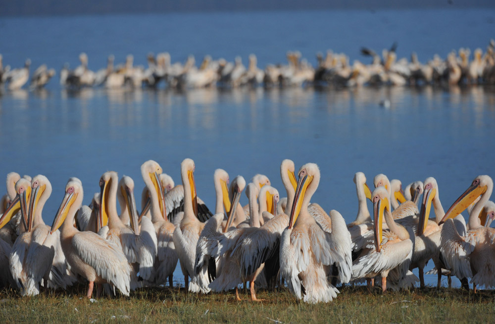 pelicans