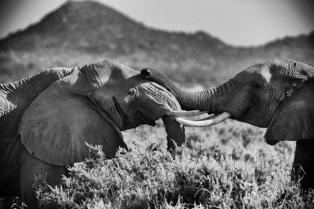 elef=phants